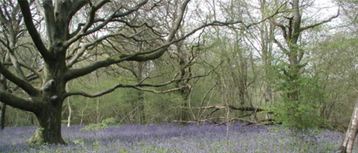 Credit to little Hyden Woods Image of bluebells in woods