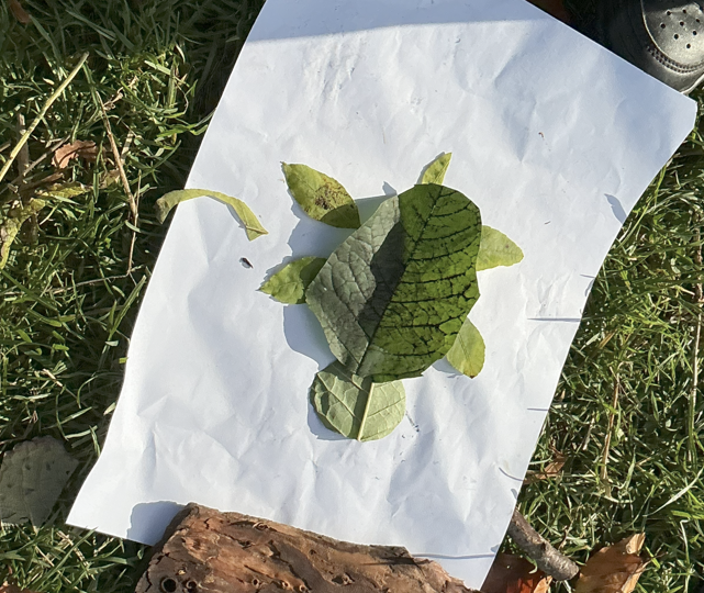 Leaf picture (turtle)