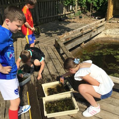 Forces Pond dipping