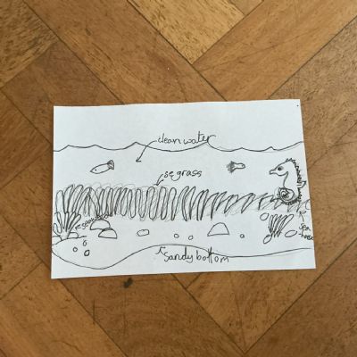 Seahorse habitat design